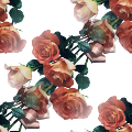 Розы бежевые