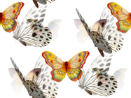 Разнообразные бабочки