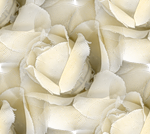 Роза белая на прозрачном