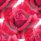 Роза красная на прозрачном