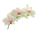 Орхидея нежная желтая