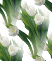 Белые тюльпаны с зеленой листвой на прозрачном