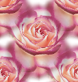 Роза с фиолетовой лкантовкой