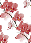 Ветки орхидеи красной