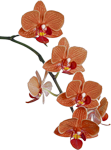 Орхидея оранжевая