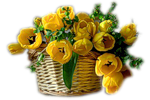 Корзина с желтыми тюльпанами