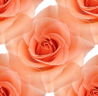 Роза оранжевая на прозрачном