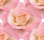 Роза розовая на прозрачном