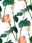 Красные розы с зеленой листвой на прозрачном
