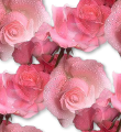 Розочки розовые