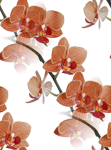 Ветки орхидеи оранжевой