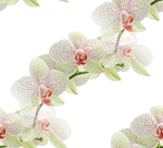 Белые в рапинку орхидеи