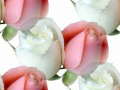 Белые и розовые розы на прозрачном