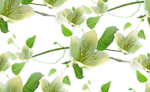 Цветы жасмина