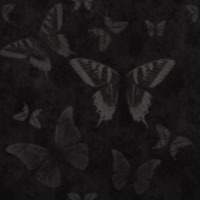 Бабочки на черном