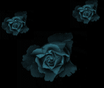 Розы, меняющие окраску на черном