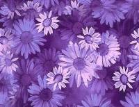 Фиолетовые ромашки