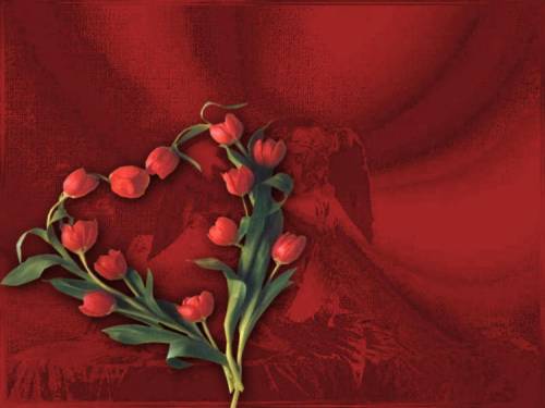 Сердечко из тюльпанов на красном фоне