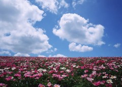 небо над полем цветов