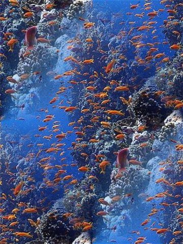 Множество рыбок на голубом фоне