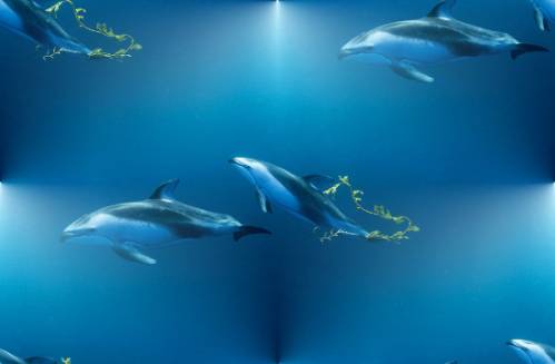 Дельфин и водоросли
