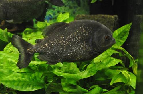 Черная рыбка на водорослях