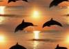 Дельфины резвятся на закате