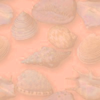 Морские раковины на розовом