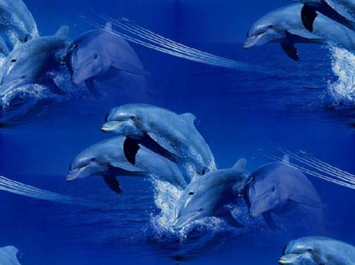 Дельфины игривы