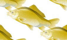 Желтые рыбки на белом