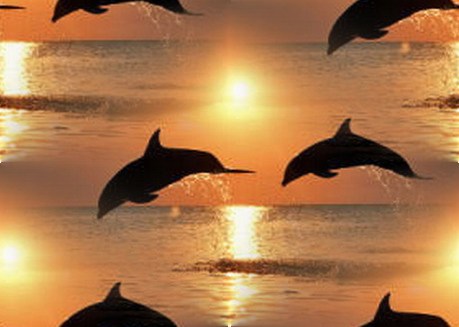 Игра дельфинов на закате