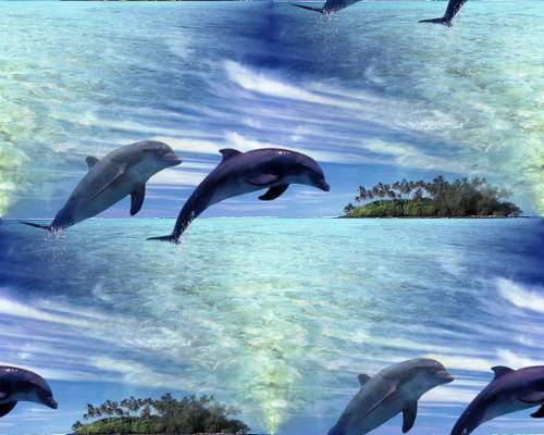 Прыжки дельфинов