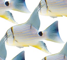 Бело-голубые рыбы
