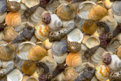 Морские раковины выброшены на берег