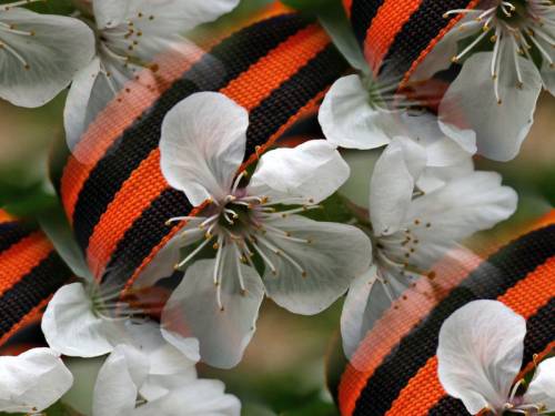 Георгиевская ленточка на цветах. 9 мая