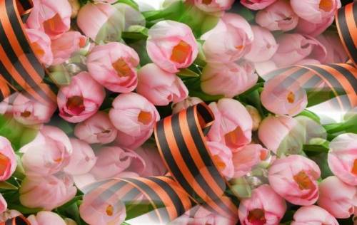 Розовые тюльпаны для ветеранов