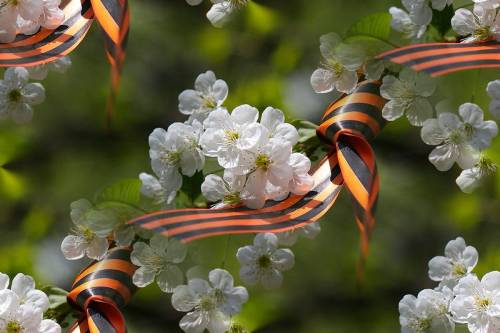 Георгиевская ленточка на цветущем дереве. 9 мая