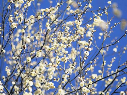Весна! Цветут деревья