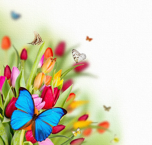 Бабочки над тюльпанами