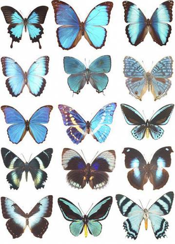 Бирюзовые бабочки