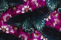 Черные бабочки