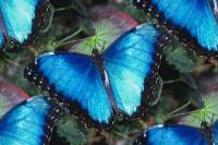 Голубые бабочки на травке
