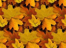Осенние листья кленовые желтые