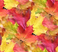 Осенние листья кленовые красные и желтые