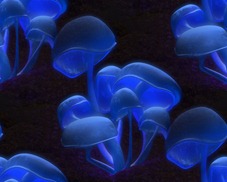 Голубые грибы на черном