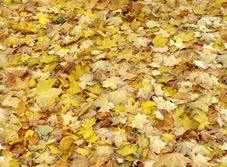 Осенние листья желтые и бледно-желтые