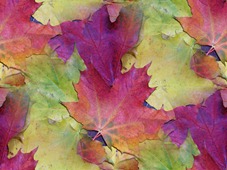 Осенние листья фиолетовые