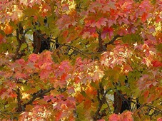 Осенние листья на клене