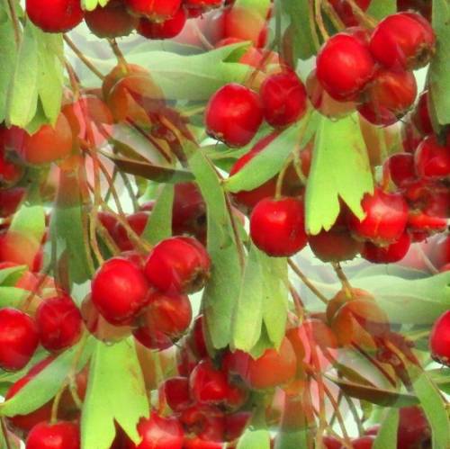 Осень. красные ягоды
