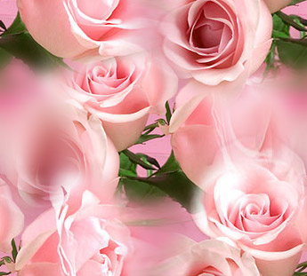 Розовые розы на розовом с зеленью